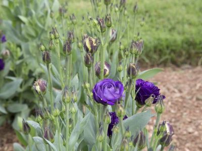 Eustoma testowana przez włoskich hodowców