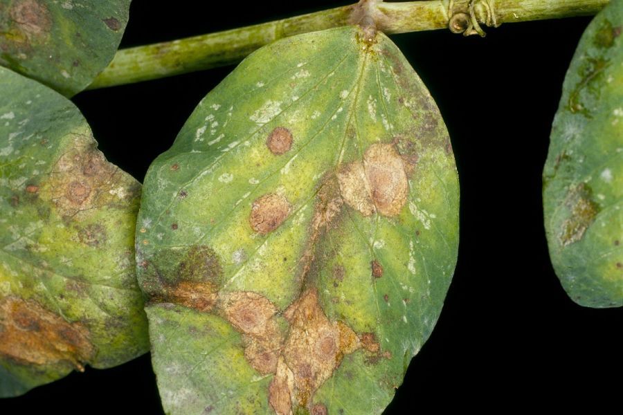 botrytis