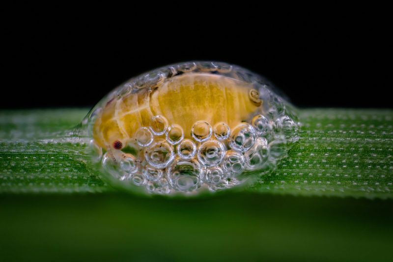 Spittlebug
