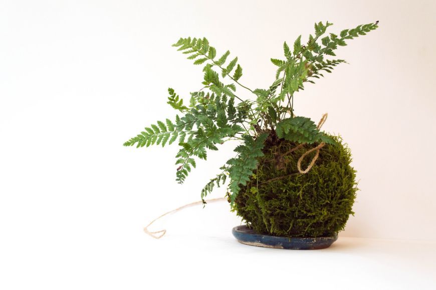 Kokedama