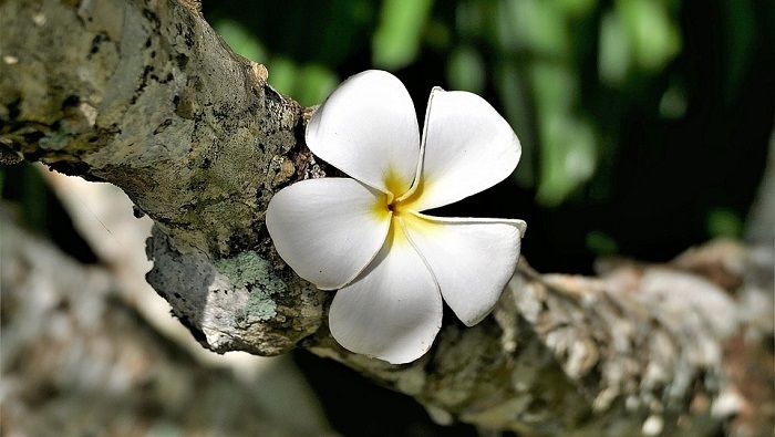 Co oznacza plumeria?