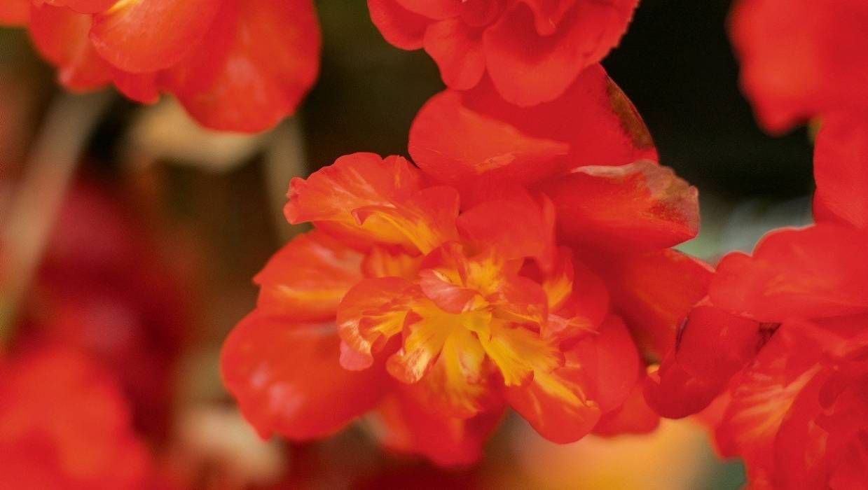 begonia