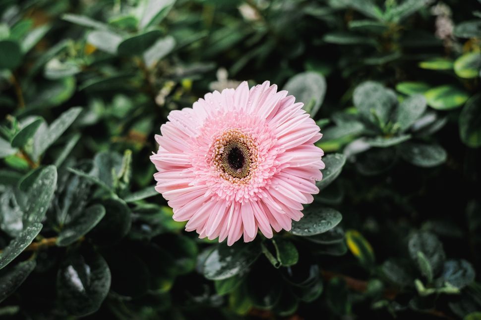 Gerbera