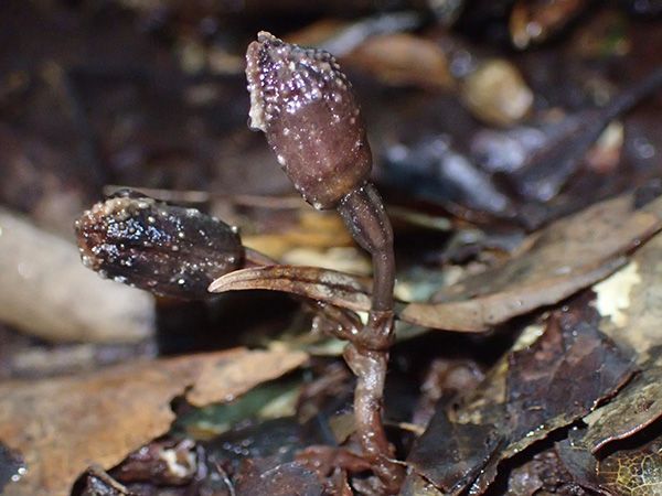 Storczyk Gastrodia amamiana
