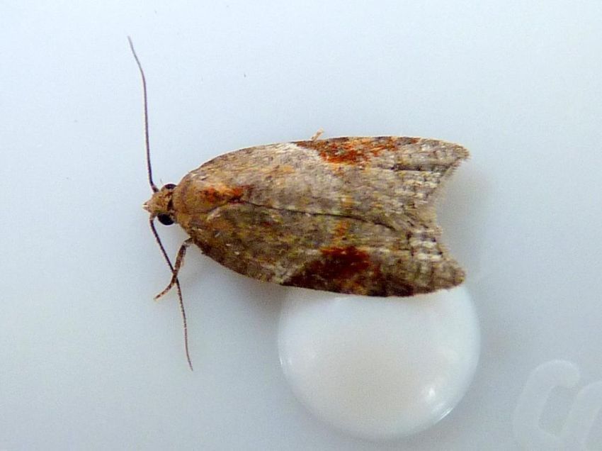 tortrix