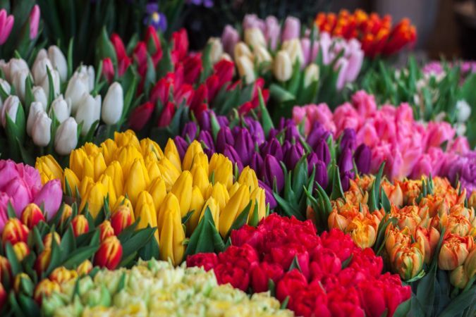 tulipany