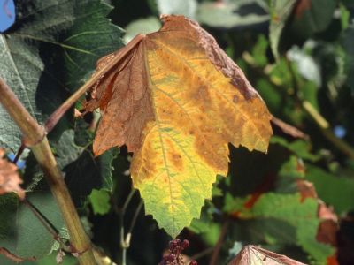 W Izraelu wykryto chorobę Xylella