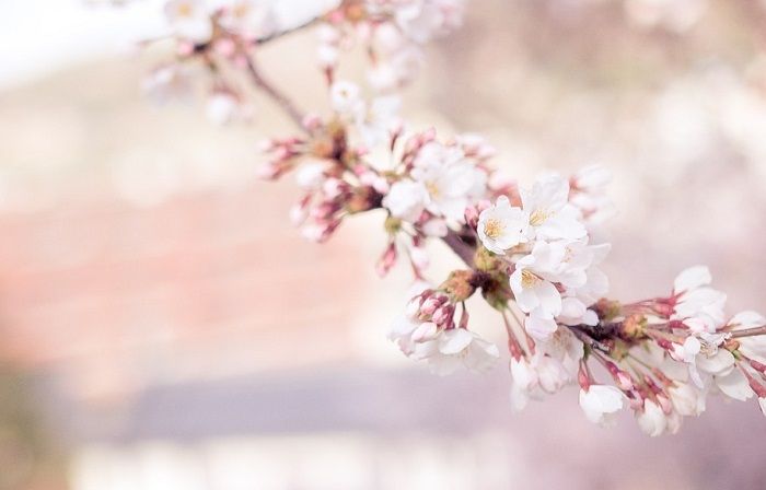 Co oznacza sakura?