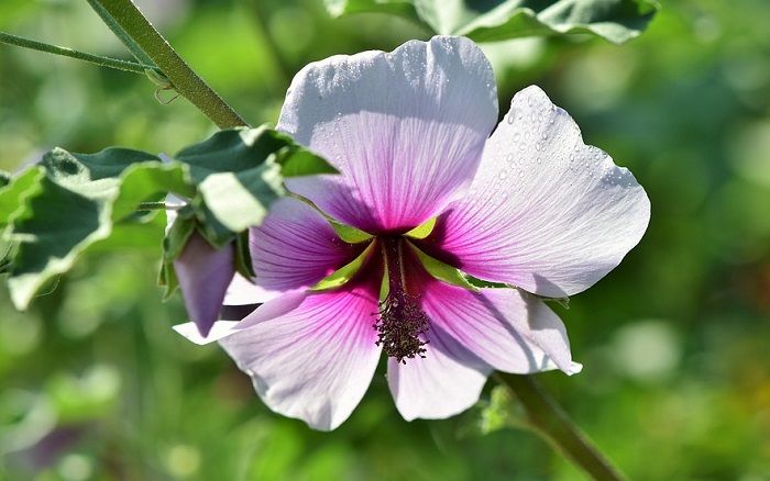 Malwa - jakie jest jej znaczenie?