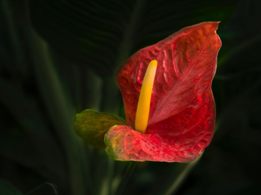 Anthurium