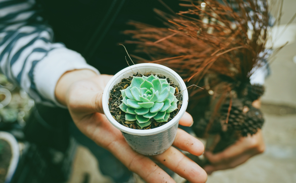 Jak dbać o rośliny doniczkowe zimą?