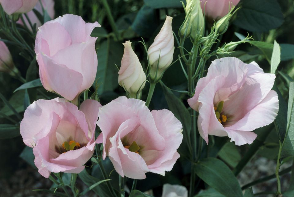 eustoma