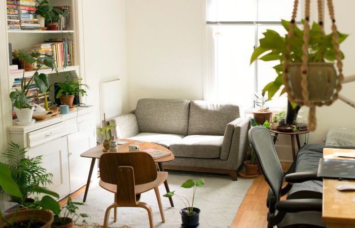 rośliny doniczkowe w domu