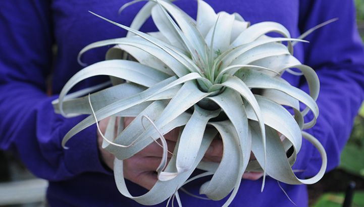 Tillandsia