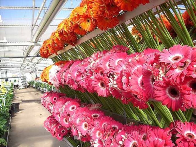 piramid flowers