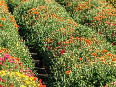 Błędy mogą mieć wpływ na produkcję Garden Mums