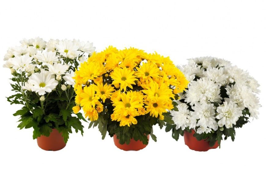 Chryzantemy Pot Mum