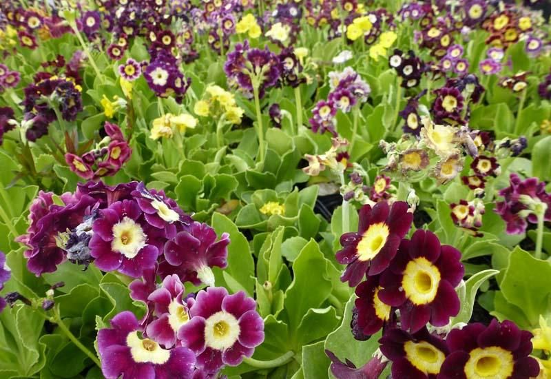 Primulas