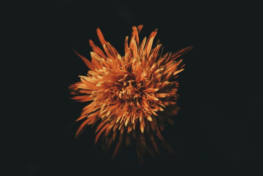 Chryzantema