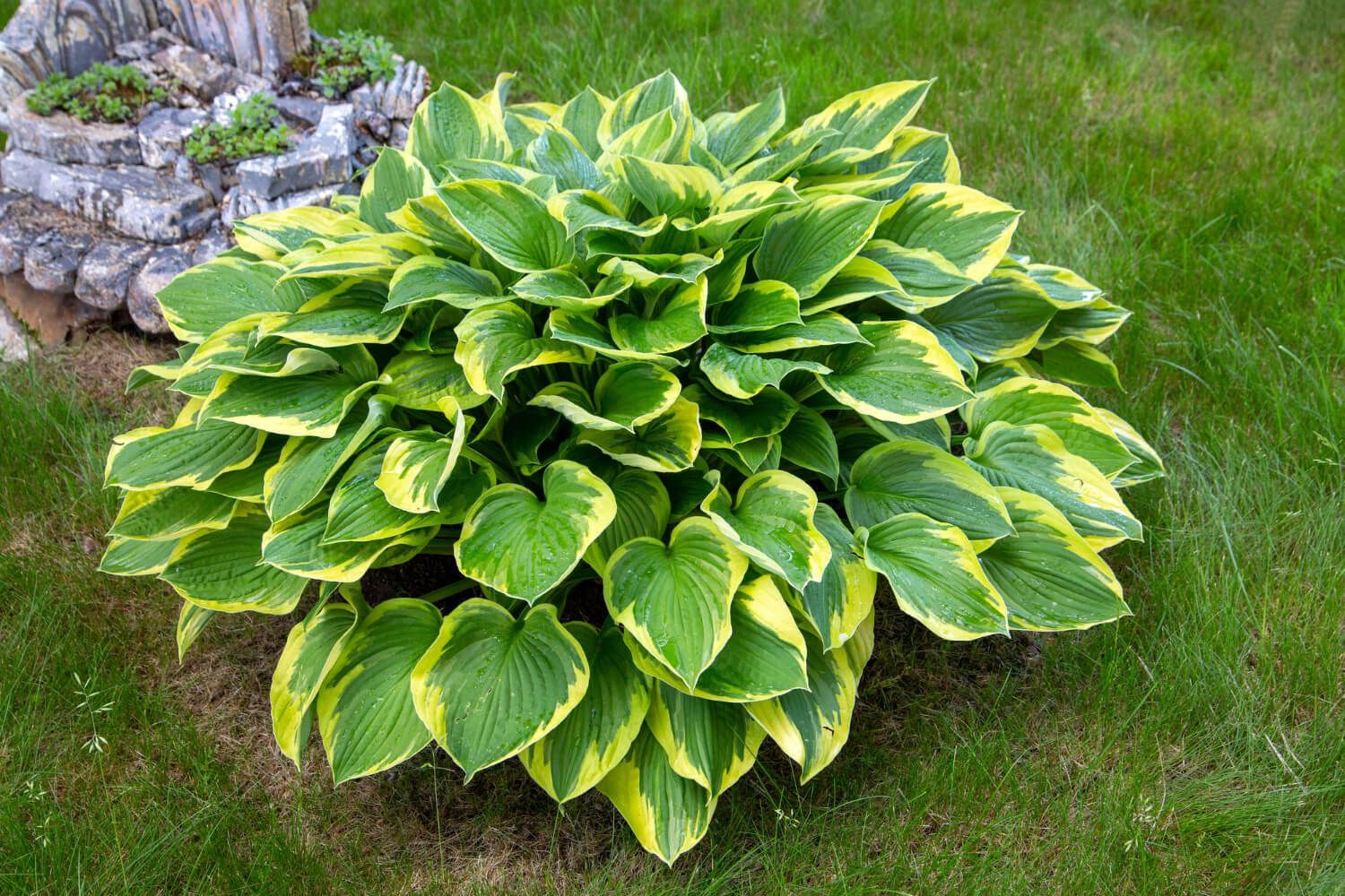 Funkia - kiedy sadzimy?