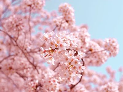 Kwitnienie wiśni w Japonii. Kiedy pojawią się sakury?