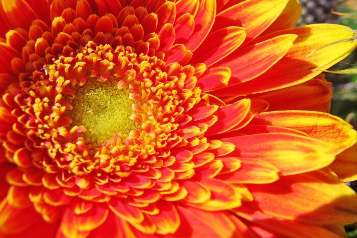 Co oznacza gerbera?