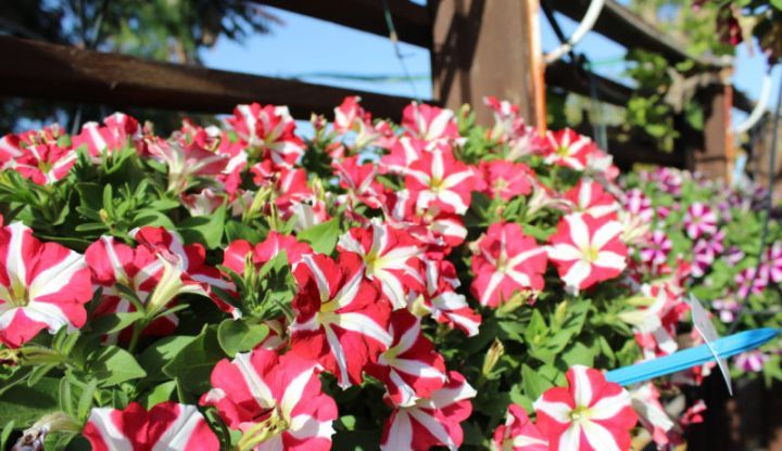 california spring trials