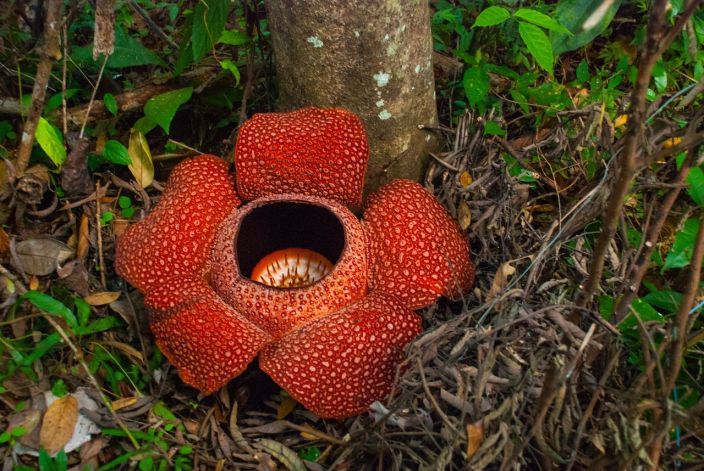 Bukietnica Arnolda