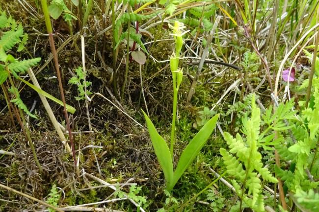 orchidea fen