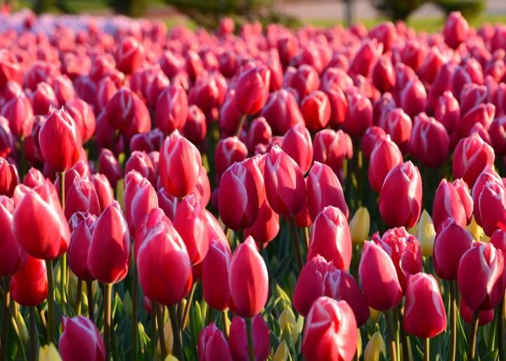 Tulipany czerwone