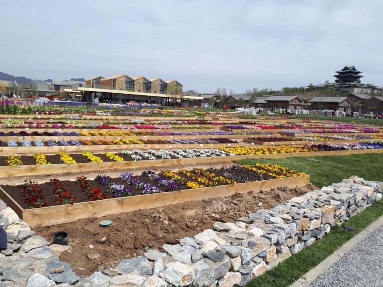 Syngenta Flowers