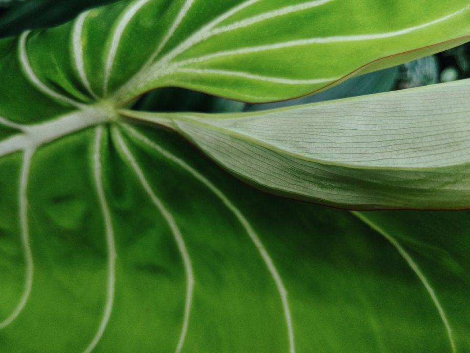 filodendron