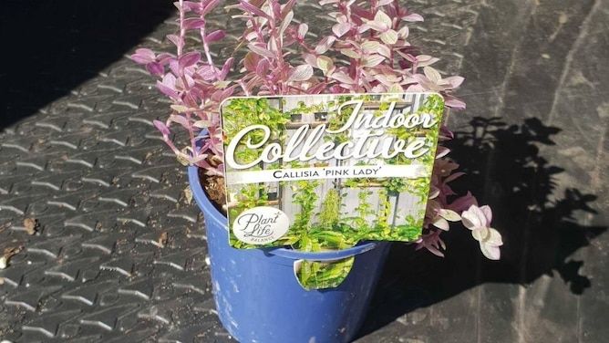 callisia pink lady