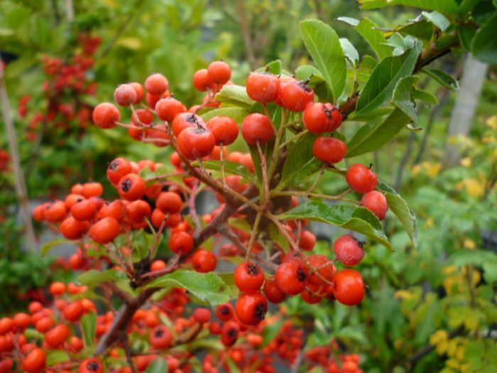Pyracantha