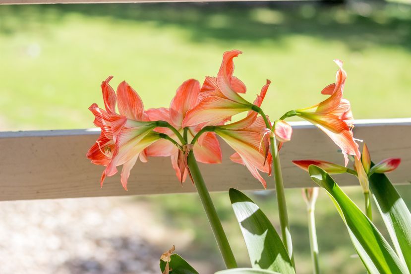 Co oznacza Amarylis?