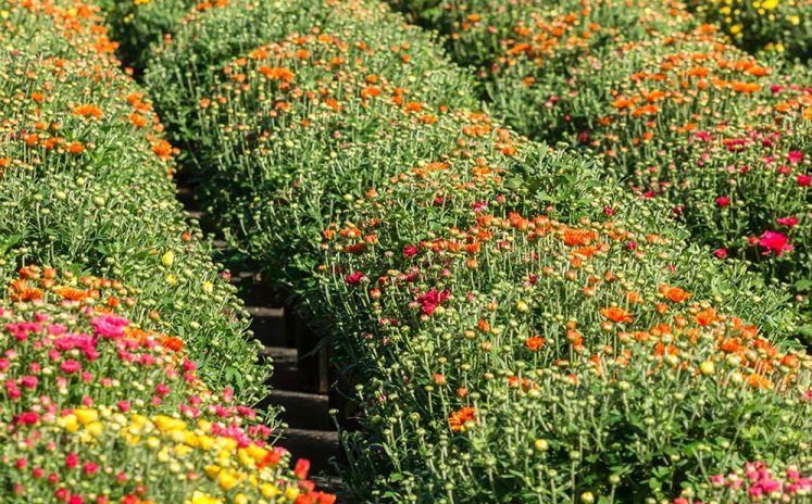 Garden mums