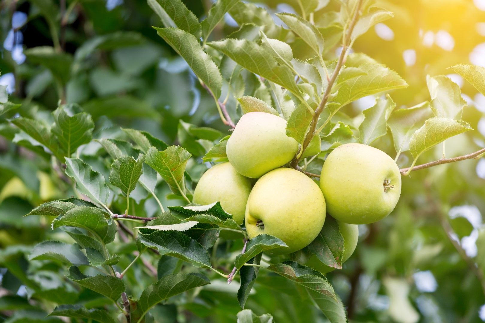 Dlaczego papierówki powinny by w każdym ogrodzie?