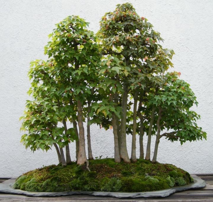 bonsai