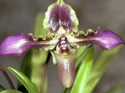 Nielegalne storczyki w Chinach