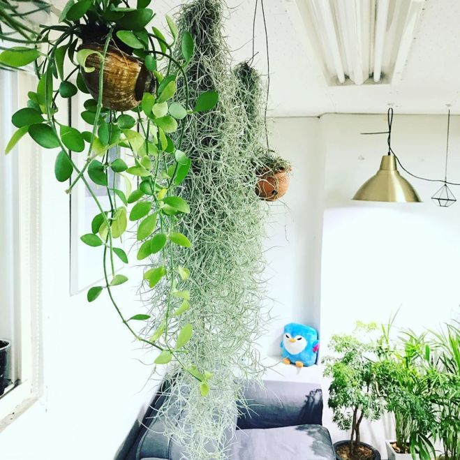 Tillandsia