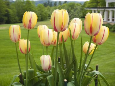 Encyklopedia kwiatów i roślin – Tulipany