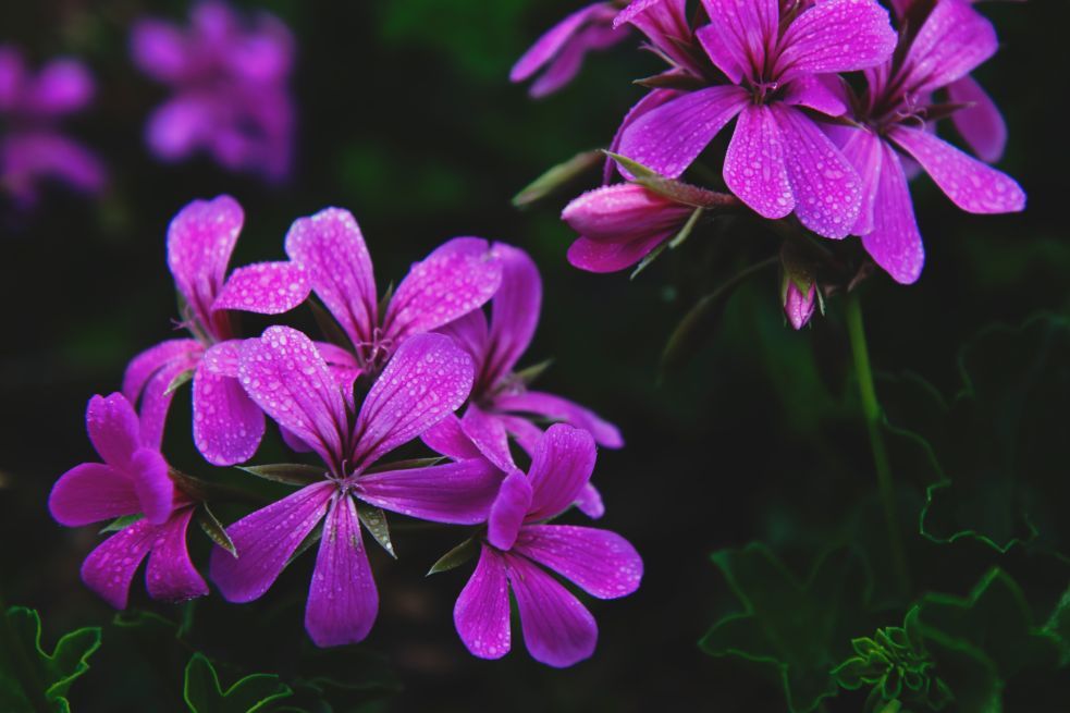 pelargonie