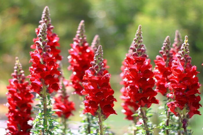 Co oznacza snapdragon?