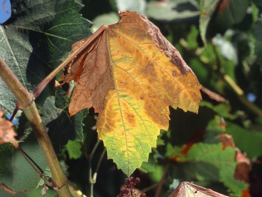 Xylella fastidiosa