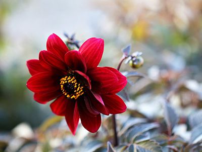 GardenGenetics rozszerza dostępność dalii