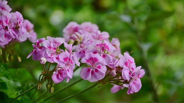 Co oznacza pelargonia?