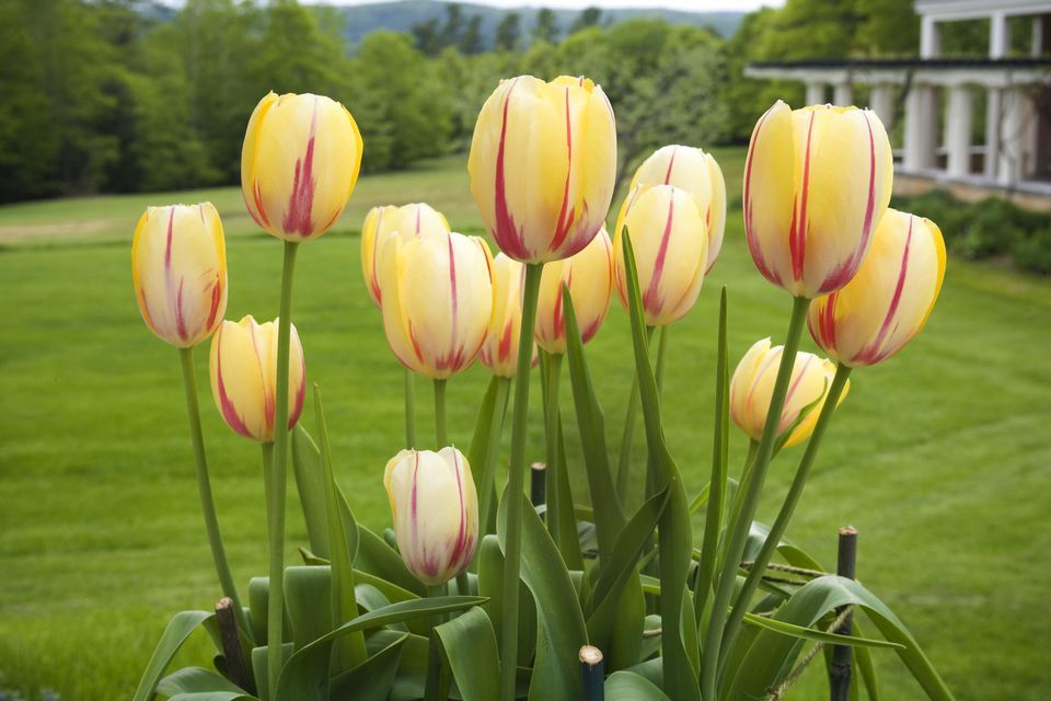 Tulipany żółte
