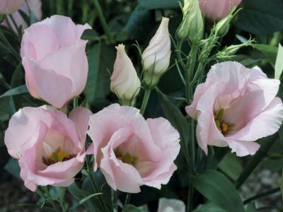 Encyklopedia kwiatów i roślin: Eustoma