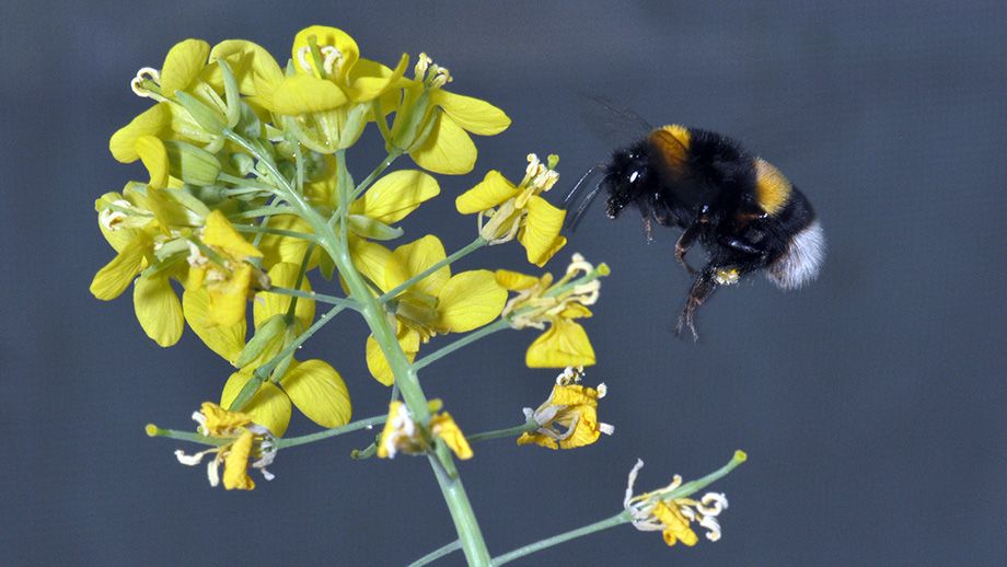 Brassica rapa
