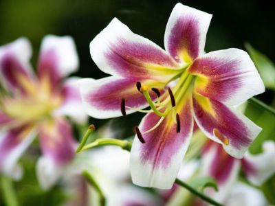 Encyklopedia kwiatów i roślin: Lilie